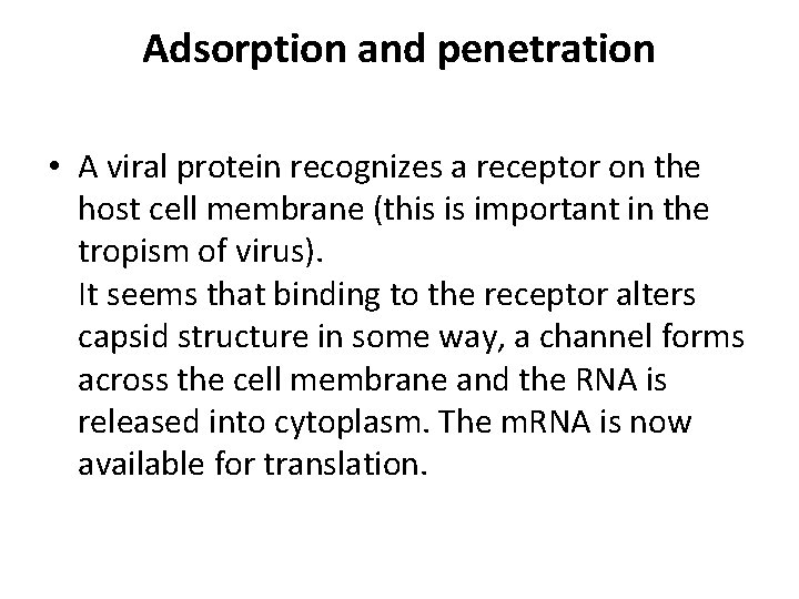 Adsorption and penetration • A viral protein recognizes a receptor on the host cell