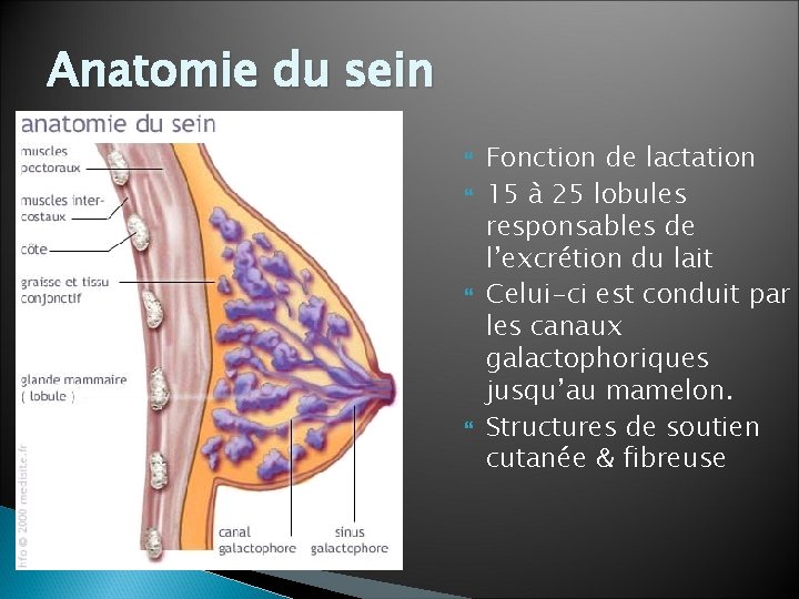 Anatomie du sein Fonction de lactation 15 à 25 lobules responsables de l’excrétion du