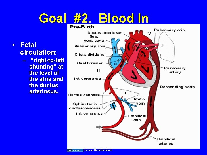 Goal #2. Blood In • Fetal circulation: – “right-to-left shunting” at the level of