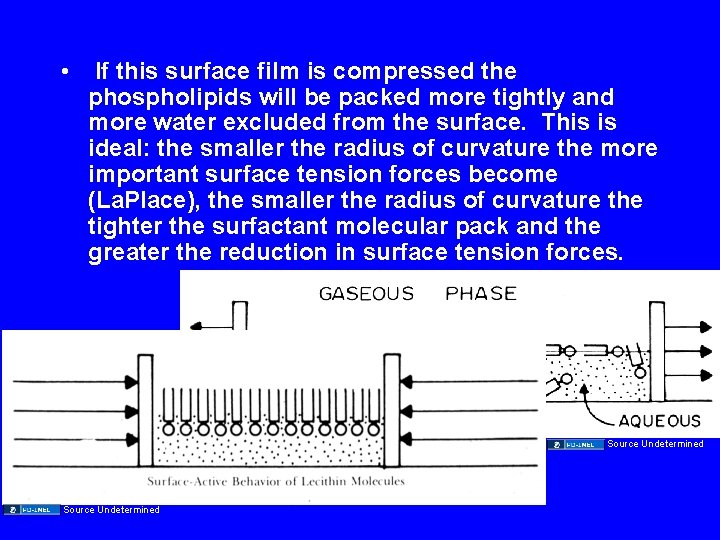  • If this surface film is compressed the phospholipids will be packed more