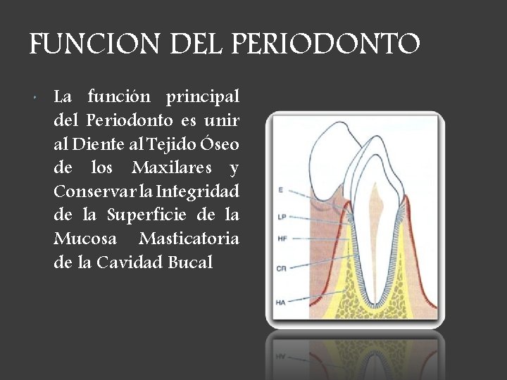 FUNCION DEL PERIODONTO La función principal del Periodonto es unir al Diente al Tejido