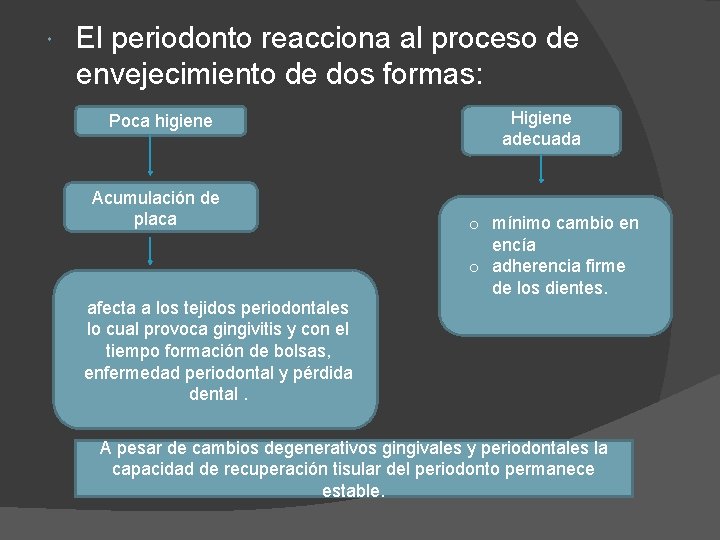  El periodonto reacciona al proceso de envejecimiento de dos formas: Poca higiene Acumulación