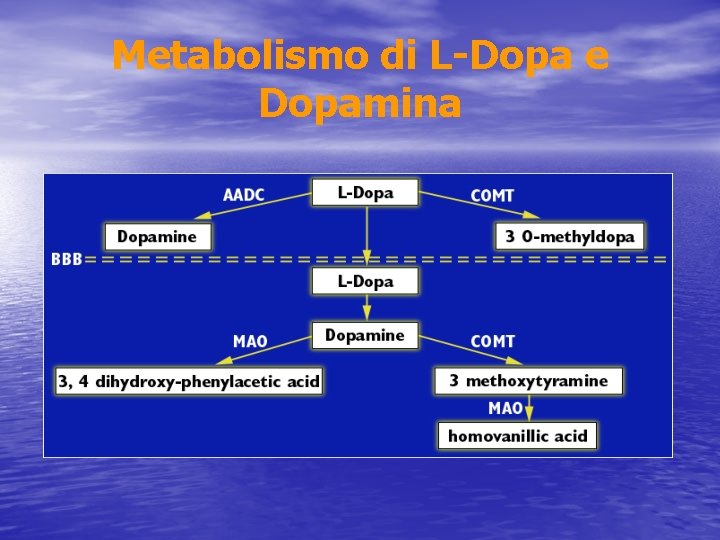 Metabolismo di L-Dopa e Dopamina 