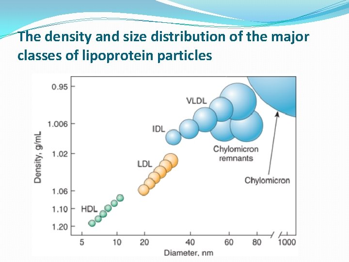 The density and size distribution of the major classes of lipoprotein particles 