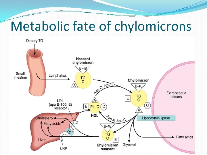 Metabolic fate of chylomicrons 