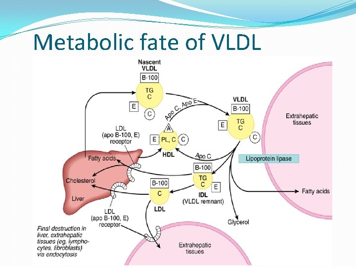 Metabolic fate of VLDL 