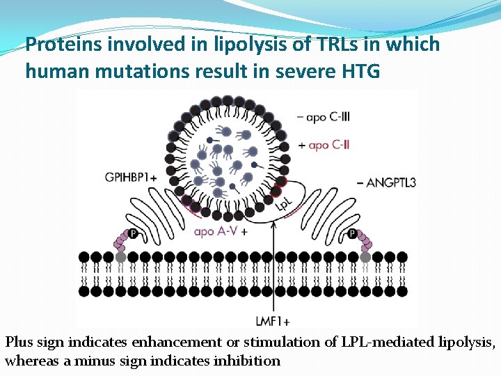 Proteins involved in lipolysis of TRLs in which human mutations result in severe HTG