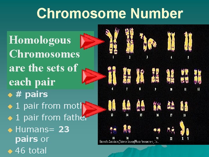 Chromosome Number Different # for Homologous different species Chromosomes u Full set = are Chromosome Number Different # for Homologous different species Chromosomes u Full set = are