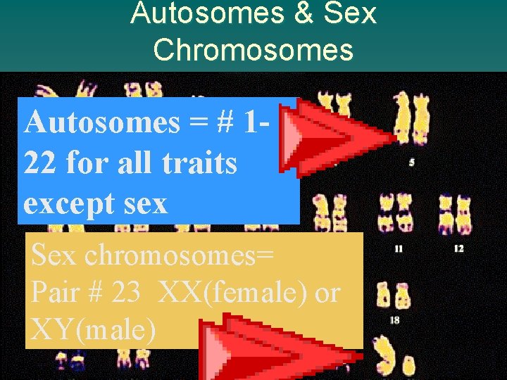 Autosomes & Sex Chromosomes Autosomes = # 122 for all traits except sex Sex Autosomes & Sex Chromosomes Autosomes = # 122 for all traits except sex Sex