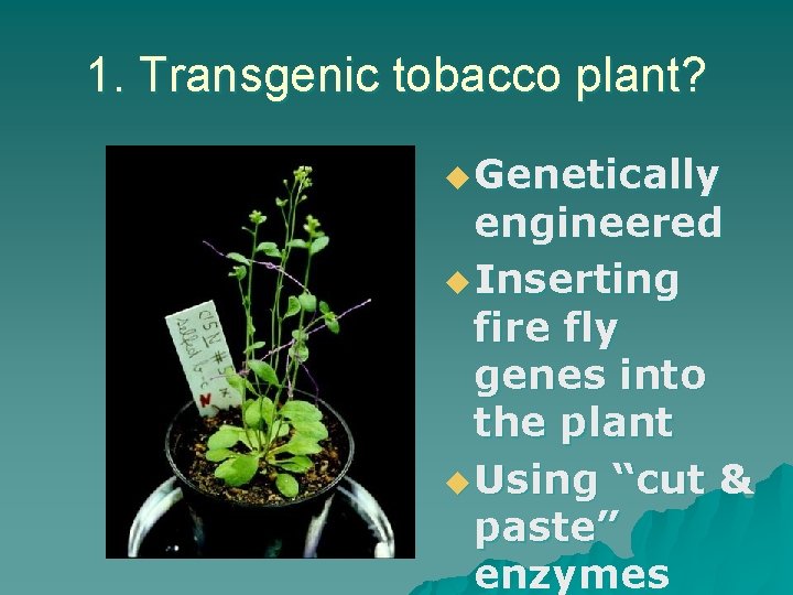 1. Transgenic tobacco plant? u Genetically engineered u Inserting fire fly genes into the 1. Transgenic tobacco plant? u Genetically engineered u Inserting fire fly genes into the