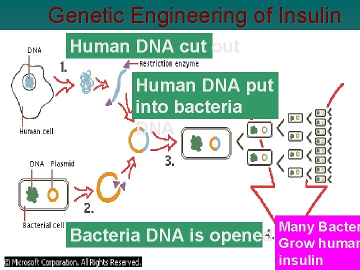 Genetic Engineering of Insulin Human DNA cut out Human DNA put into bacteria DNA Genetic Engineering of Insulin Human DNA cut out Human DNA put into bacteria DNA