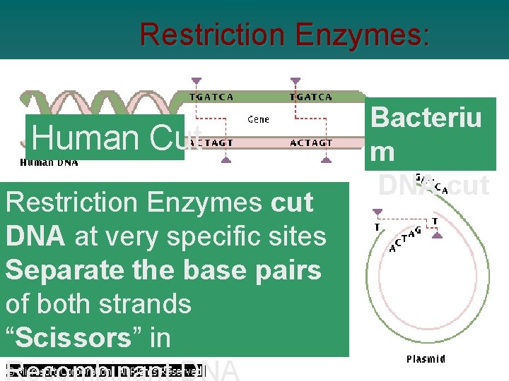 Restriction Enzymes: Human Cut Restriction Enzymes cut DNA at very specific sites Separate the Restriction Enzymes: Human Cut Restriction Enzymes cut DNA at very specific sites Separate the