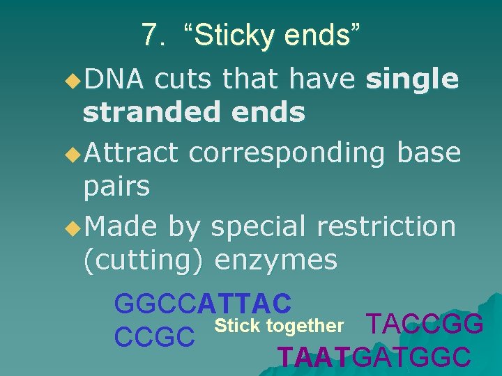 7. “Sticky ends” u. DNA cuts that have single stranded ends u. Attract corresponding 7. “Sticky ends” u. DNA cuts that have single stranded ends u. Attract corresponding