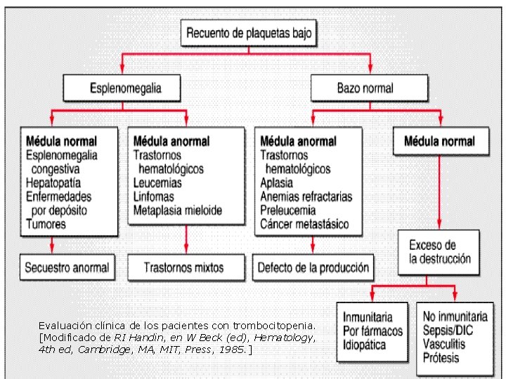 Evaluación clínica de los pacientes con trombocitopenia. [Modificado de RI Handin, en W Beck