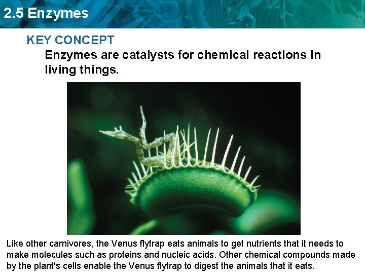 2. 5 Enzymes KEY CONCEPT Enzymes are catalysts for chemical reactions in living things.