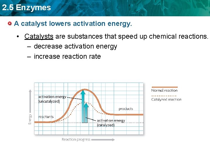 2. 5 Enzymes A catalyst lowers activation energy. • Catalysts are substances that speed