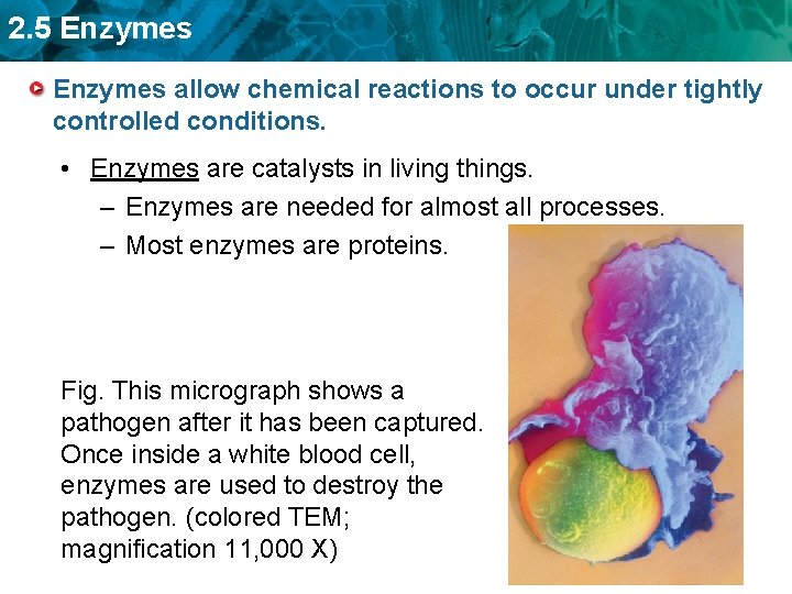 2. 5 Enzymes allow chemical reactions to occur under tightly controlled conditions. • Enzymes