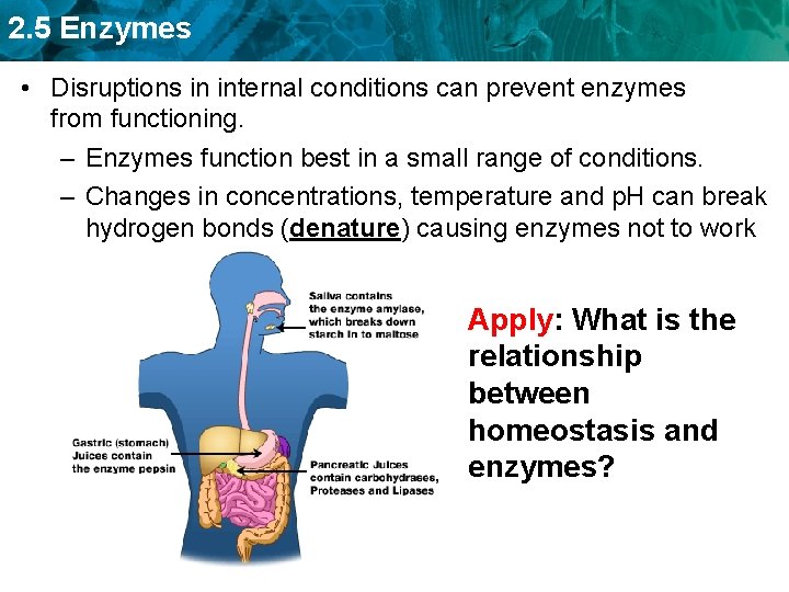 2. 5 Enzymes • Disruptions in internal conditions can prevent enzymes from functioning. – 2. 5 Enzymes • Disruptions in internal conditions can prevent enzymes from functioning. –
