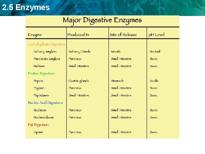 2. 5 Enzymes 