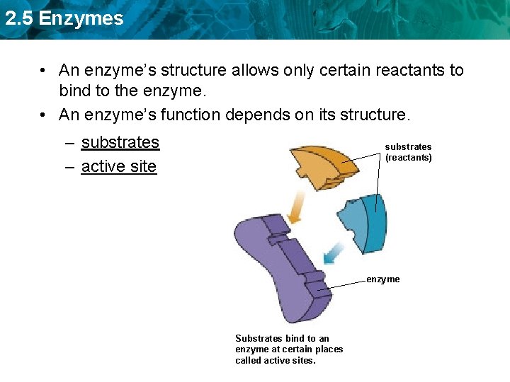 2. 5 Enzymes • An enzyme’s structure allows only certain reactants to bind to