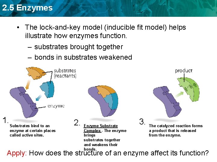 2. 5 Enzymes • The lock-and-key model (inducible fit model) helps illustrate how enzymes