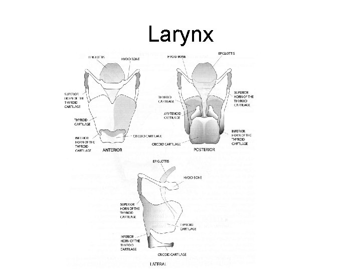 Larynx 