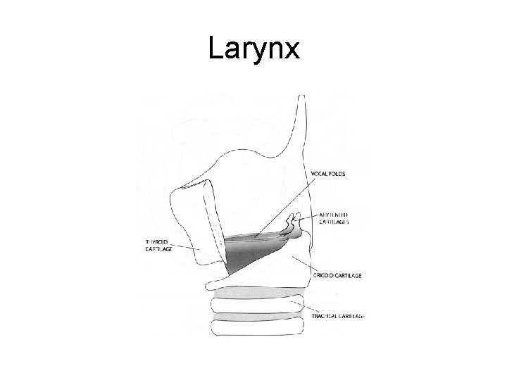 Larynx 