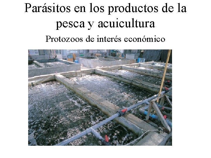 Parásitos en los productos de la pesca y acuicultura Protozoos de interés económico Parásitos en los productos de la pesca y acuicultura Protozoos de interés económico