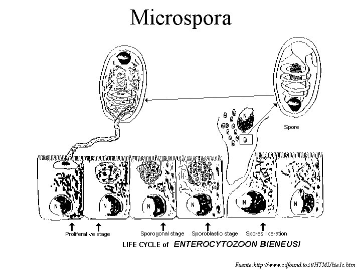 Microspora Fuente: http: //www. cdfound. to. it/HTML/bie 1 c. htm Microspora Fuente: http: //www. cdfound. to. it/HTML/bie 1 c. htm