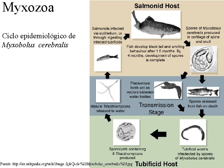 Myxozoa Ciclo epidemiológico de Myxobolus cerebralis trucha gusano tubifícido, ej. Limnodrilus Fuente: http: //en. Myxozoa Ciclo epidemiológico de Myxobolus cerebralis trucha gusano tubifícido, ej. Limnodrilus Fuente: http: //en.