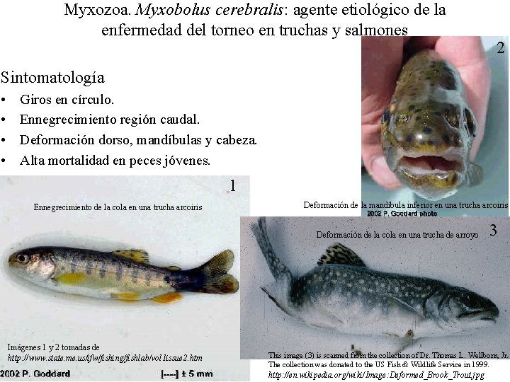 Myxozoa. Myxobolus cerebralis: agente etiológico de la enfermedad del torneo en truchas y salmones Myxozoa. Myxobolus cerebralis: agente etiológico de la enfermedad del torneo en truchas y salmones