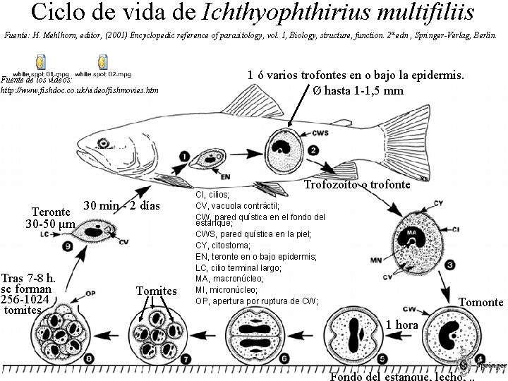 Ciclo de vida de Ichthyophthirius multifiliis Fuente: H. Mehlhorn, editor, (2001) Encyclopedic reference of Ciclo de vida de Ichthyophthirius multifiliis Fuente: H. Mehlhorn, editor, (2001) Encyclopedic reference of