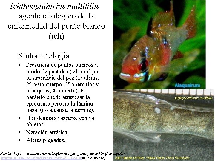 Ichthyophthirius multifiliis, agente etiológico de la enfermedad del punto blanco (ich) Sintomatología • Presencia Ichthyophthirius multifiliis, agente etiológico de la enfermedad del punto blanco (ich) Sintomatología • Presencia