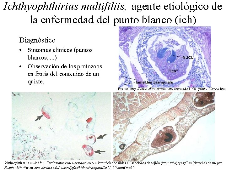 Ichthyophthirius multifiliis, agente etiológico de la enfermedad del punto blanco (ich) Diagnóstico • Síntomas Ichthyophthirius multifiliis, agente etiológico de la enfermedad del punto blanco (ich) Diagnóstico • Síntomas