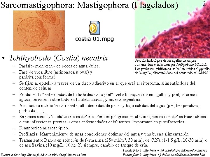 Sarcomastigophora: Mastigophora (Flagelados) 2 1 • Ichthyobodo (Costia) necatrix – – – – – Sarcomastigophora: Mastigophora (Flagelados) 2 1 • Ichthyobodo (Costia) necatrix – – – – –