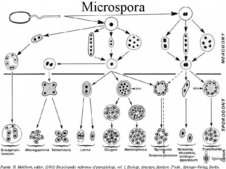 Microspora Fuente: H. Mehlhorn, editor, (2001) Encyclopedic reference of parasitology, vol. 1, Biology, structure, Microspora Fuente: H. Mehlhorn, editor, (2001) Encyclopedic reference of parasitology, vol. 1, Biology, structure,