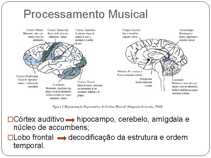 Processamento Musical �Córtex auditivo hipocampo, cerebelo, amígdala e núcleo de accumbens; �Lobo frontal decodificação