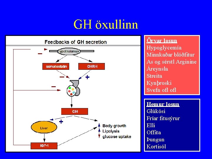 GH öxullinn Örvar losun Hypoglycemía Minnkaðar blóðfitur As og sérstl Arginine Áreynsla Streita Kynþroski