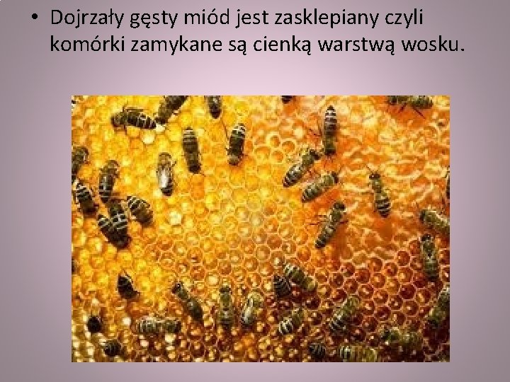  • Dojrzały gęsty miód jest zasklepiany czyli komórki zamykane są cienką warstwą wosku.