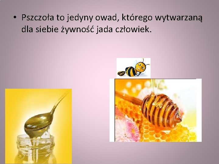  • Pszczoła to jedyny owad, którego wytwarzaną dla siebie żywność jada człowiek. 