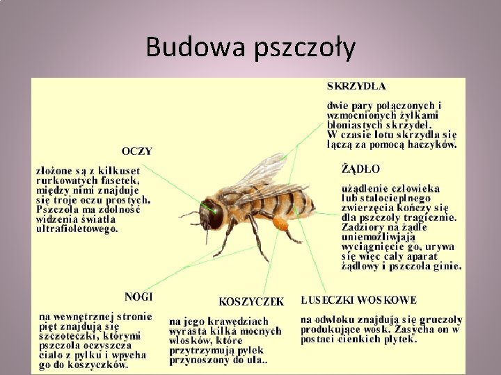 Budowa pszczoły 