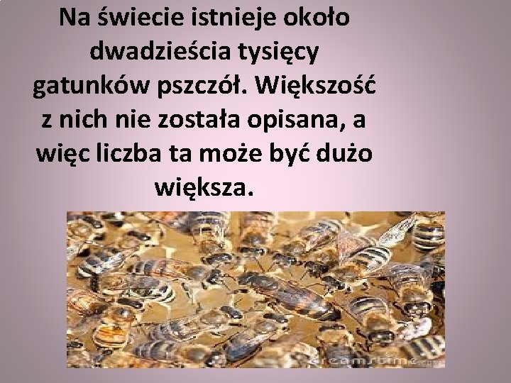 Na świecie istnieje około dwadzieścia tysięcy gatunków pszczół. Większość z nich nie została opisana,