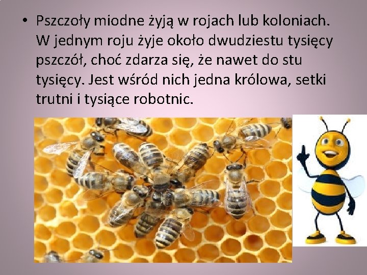  • Pszczoły miodne żyją w rojach lub koloniach. W jednym roju żyje około