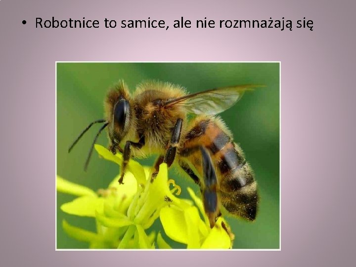  • Robotnice to samice, ale nie rozmnażają się 