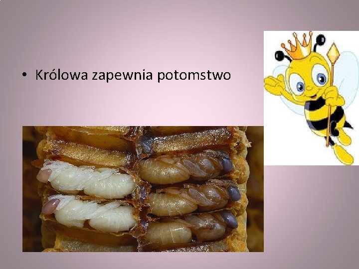  • Królowa zapewnia potomstwo 