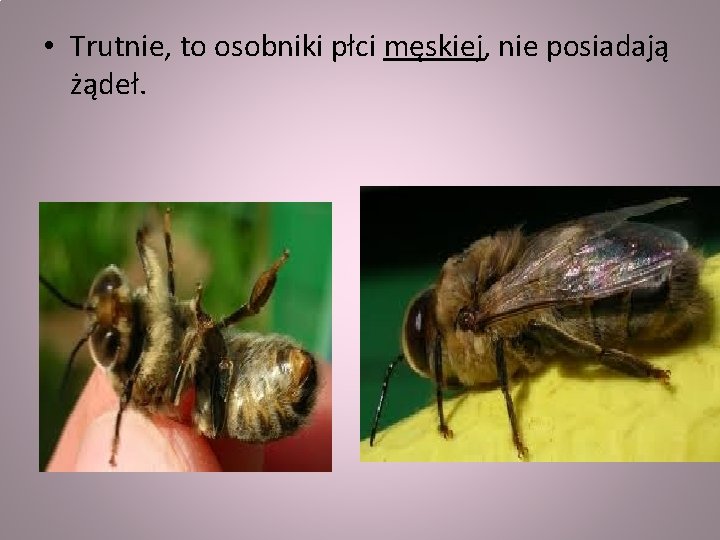  • Trutnie, to osobniki płci męskiej, nie posiadają żądeł. 