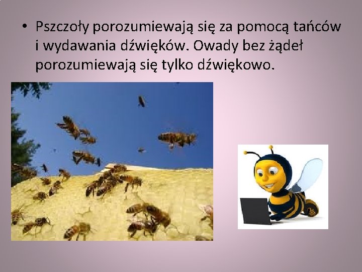  • Pszczoły porozumiewają się za pomocą tańców i wydawania dźwięków. Owady bez żądeł