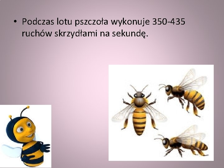  • Podczas lotu pszczoła wykonuje 350 -435 ruchów skrzydłami na sekundę. 