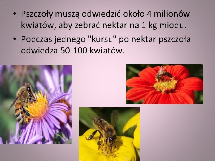  • Pszczoły muszą odwiedzić około 4 milionów kwiatów, aby zebrać nektar na 1