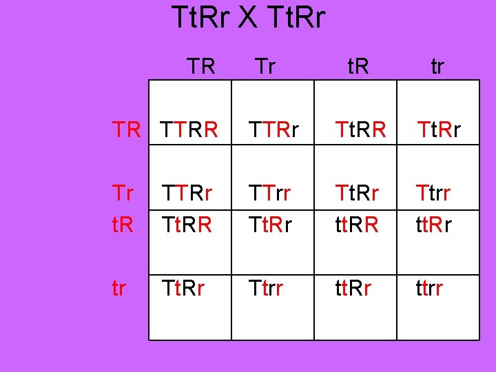 Tt. Rr X Tt. Rr TR Tr t. R tr TR TTRr Tt. RR